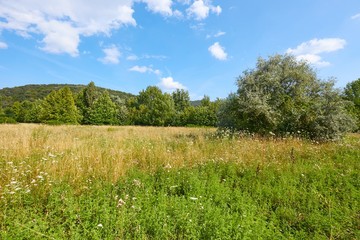 Fototapeta premium Meadow in summer with plants growing