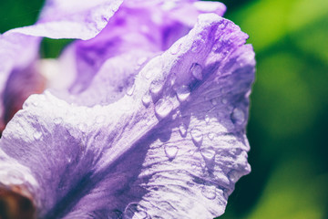 Abstraction blue iris flower after rain pastel image