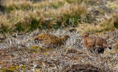 Red Grouse, Scientific name: Lagopus Lagopus.  A male and female pair of Grouse