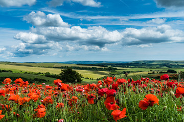 Field of Poppies with Blue Sky