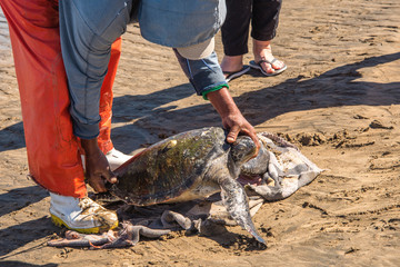 Sea turtle is tagged and released for study in Baja Mexico in Magelena Bay. 