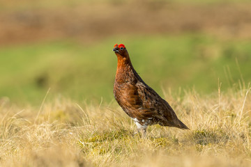 Red Grouse (Lagopus lagopus) Male Red Grouse with flared red eyebrows, facing left in natural moorland habitat.  Blurred background.  Horizontal.  Space for copy.