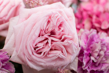 Macro delicate fresh pink rose  flower. Wedding fresh flowers decoration
