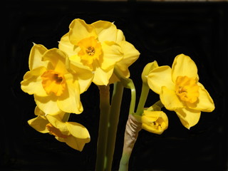 Close up of jonquil flowers isolated on a black background