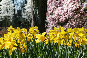 Fototapeta premium Blühende Narzissen im Jubiläumshain Duisburg