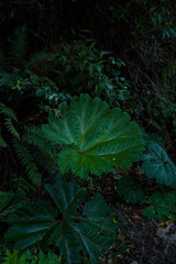 Gunneraceae(Gunera manicata) or spanish Sombrila de Pobre is a family of flowering plants, closely related to Myrothamnaceae , growing  in mountains near Poas volcano, Costa Rica