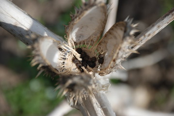 prickly fruit of burdock, that lived so long on a bush to the frosts, thorns are very sharp and dangerous
