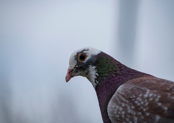 portrait of a pigeon