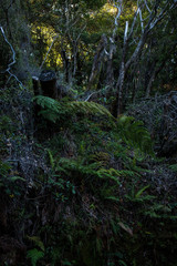 Gunneraceae(Gunera manicata) or spanish Sombrila de Pobre is a family of flowering plants, closely related to Myrothamnaceae , growing  in mountains near Poas volcano, Costa Rica
