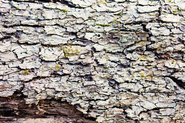 Old wood background. Gorizontal natural wooden texture