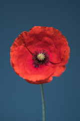 Single Red Poppy Flower