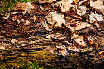 Old wood background. Gorizontal natural wooden texture