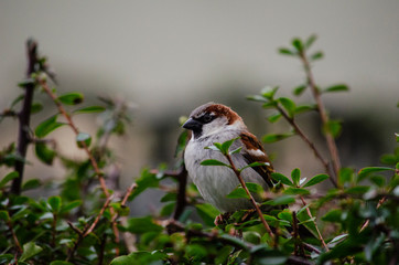 sparrow on a branch