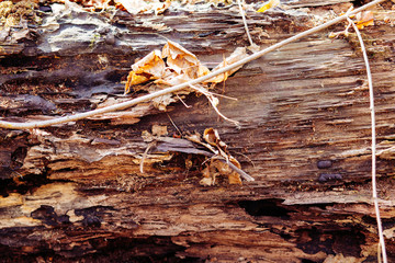 Old wood background. Gorizontal natural wooden texture