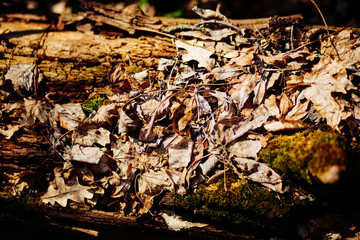 Old wood background. Gorizontal natural wooden texture