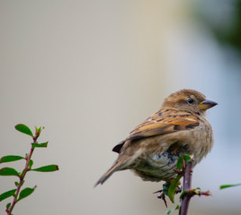 sparrow on a branch