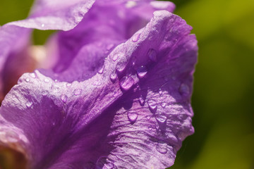 Abstraction of a purple iris flower outdoors image
