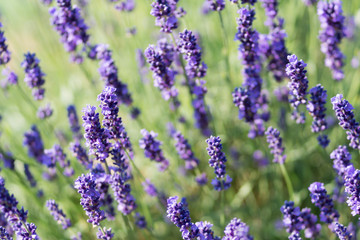 Fototapeta premium Lavender Plant Flowering