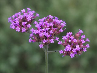 Verbena Bonariensis is a purple flower, The meaning of this flower is the happiness of everyone in the family. In addition, the Verbena is also another meaning. Please pray for me.