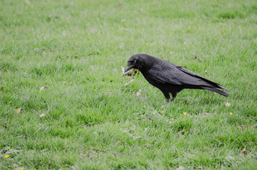black crow on the grass