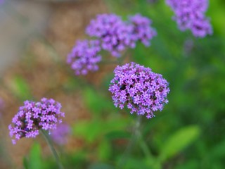 Verbena Bonariensis is a purple flower, The meaning of this flower is the happiness of everyone in the family. In addition, the Verbena is also another meaning. Please pray for me.