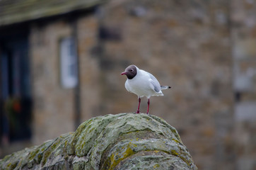 seagull on the rock