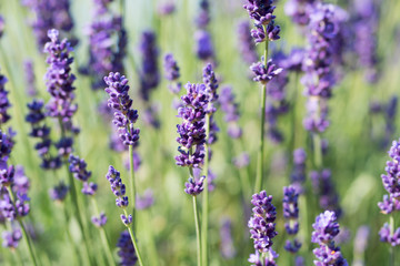 Naklejka premium Lavender Plant Flowering