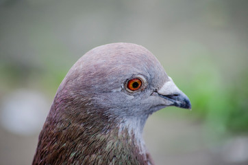 portrait of a pigeon
