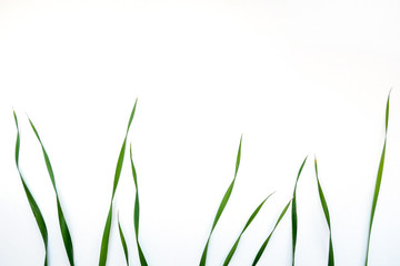 top view of green oat grass leaves on white background, copy space