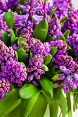 bright hyacinth flowers in the vase
