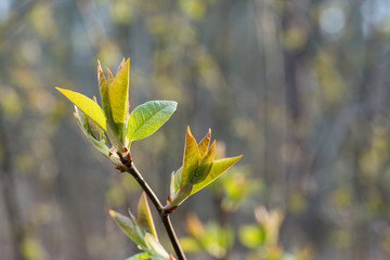 first spring small leaves on twigs in forest
