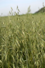Green oats in the field