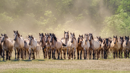 Herd of Duelmen ponies, dun coat, a native horse breed lives wild in Merfelder Bruch, Dülmen,...