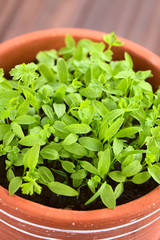 Many small parsley seedlings in pot (Selective Focus, Focus one third into the plants)