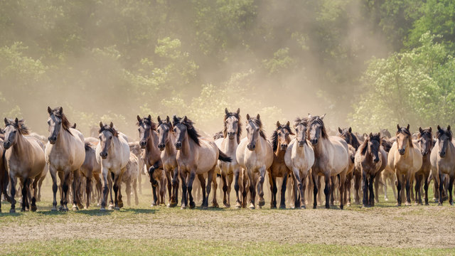 Herd of Duelmen ponies, dun coat, a native horse breed lives wild in Merfelder Bruch, D&uuml;lmen, M&uuml;nsterland, North Rhine-Westphalia, Germany