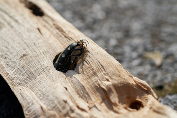 Asiatischer Laubholzbockkäfer (Anoplophora glabripennis) steckt im Holz eines Ahornbaumes