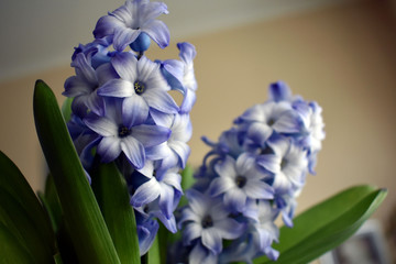 Hyacinths bouquet with blue white colour spring