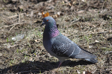 the dove in the spring with germinating lawn grass