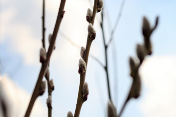 early spring. the snow is gone. buds begin to bloom. the tree comes alive after winter.