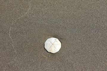 Sand Strand mit Muscheln
