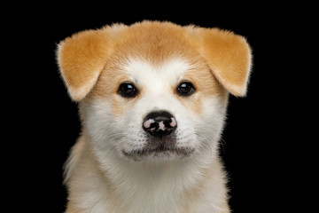 Portrait of Sad Akita Inu Puppy with Spotted nose on Isolated Black Background, front view