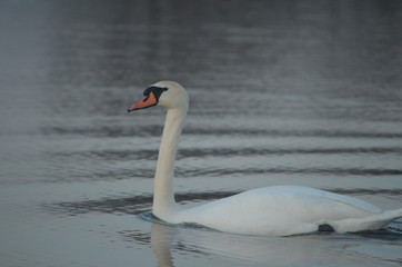 Great white swan mute swan
