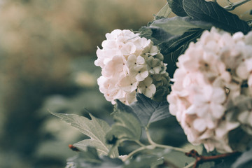 Viburnum flowers closeup springtime vintage style image