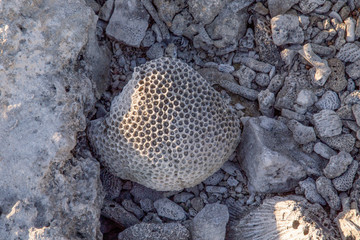 petrified coral, Mexico