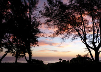 Trees and Waimanalo Beach at Dawn