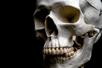 Calavera humana