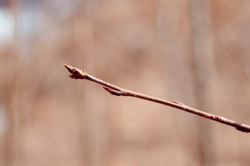early spring. the snow is gone. buds begin to bloom. the tree comes alive after winter.