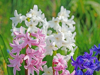 Blühende Hyazinthen, Hyacinthus