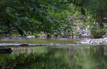 Rivière calme sous des arbres