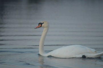 Obraz premium Great white swan mute swan